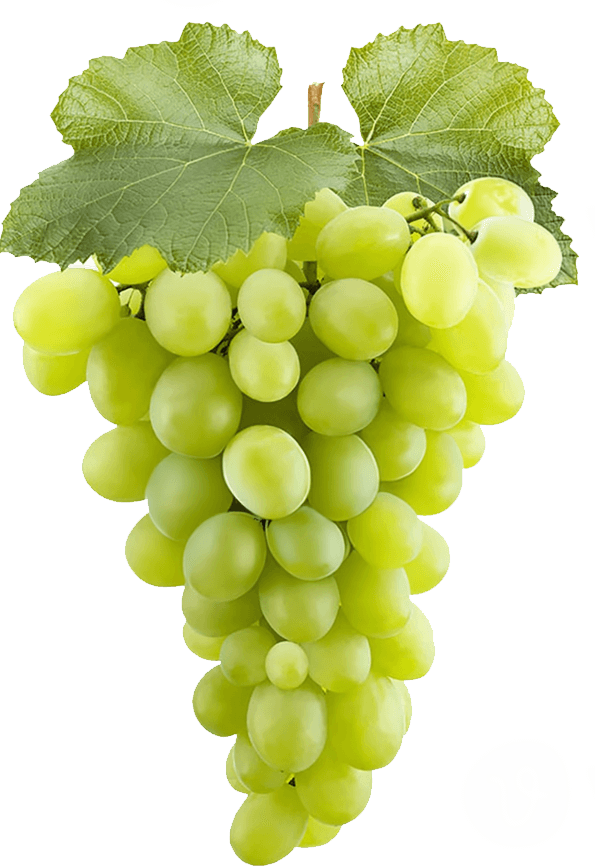 Σταφύλια Σταφύλια